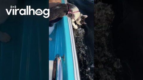 Pirate Kitty Enjoys Boat Waves || ViralHog
