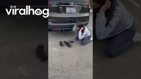 Kittens Removed From Hideaway In Car Bumper || ViralHog