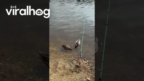Tony Is Loving the Five Star Trout Dinners || ViralHog