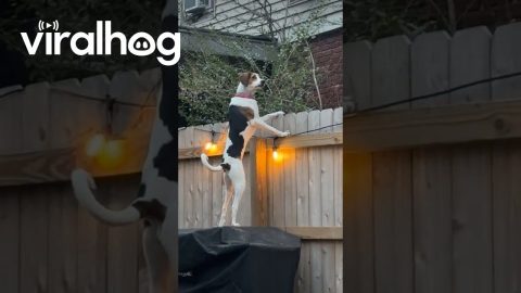 Carrot the Watch Dog || ViralHog