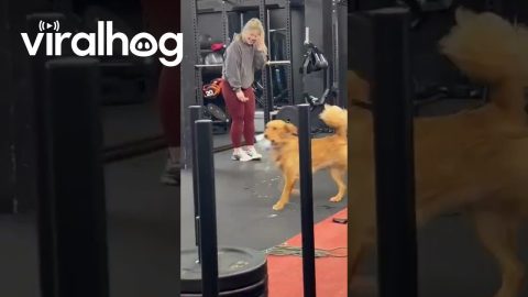 Gym-Going Golden's Water Delivery Service || ViralHog
