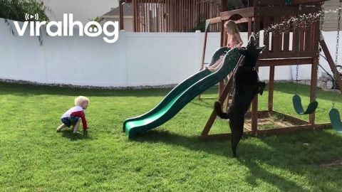 Dog and Kids Enjoy Backyard on Hot Day || ViralHog