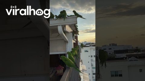 Man Gives Parakeets Water on His Patio || ViralHog