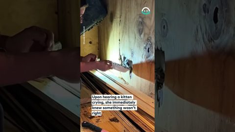 Trapped Kitten Rescued From Shed Walls || ViralHog