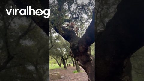 Dog Climbing a Cork Oak || ViralHog