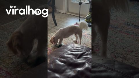 Dog's Depth Perception Fails Couch Jump || ViralHog