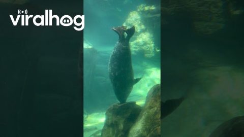 Seal Spinning Upside-Down || ViralHog