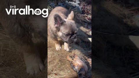 Peanut Finds a Lobster Claw || ViralHog
