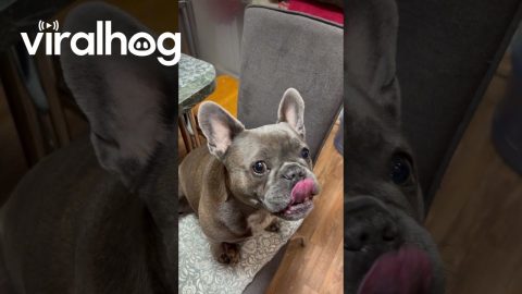 French Bulldog Gets a Delicious Disguise || ViralHog