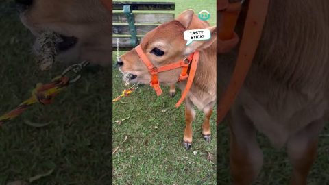 Lola the Cow Is Just A Big Cute Puppy || ViralHog