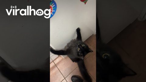 Cat Loves Ice Cubes || ViralHog