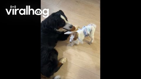 Bernese Mountain Dog Befriends Orphaned Goat || ViralHog