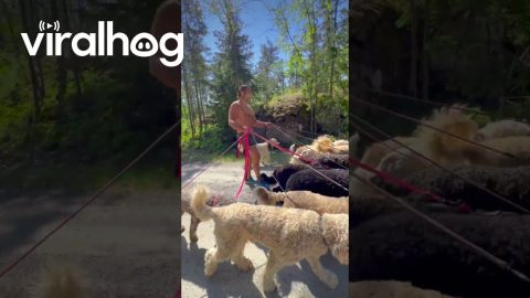 Man Walks Ten Doodles at Once || ViralHog
