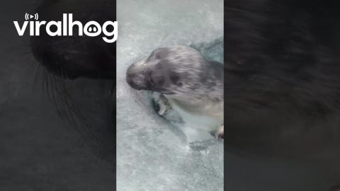 Seal Comes Through Hole in the Ice || ViralHog