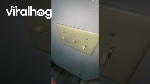Let's Put Cheese on My Ceiling Fan and See How Long It'll Last || ViralHog