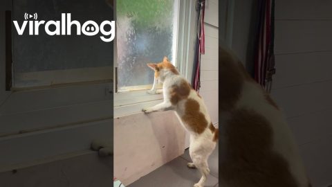 Cat Opens Window Latch and Sneaks Out || ViralHog
