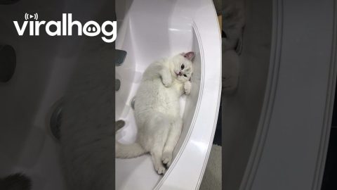 Goose the Cat Has a Lot to Say || ViralHog