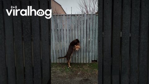 Dog Neighbors Becoming Friends Through the Fence || ViralHog
