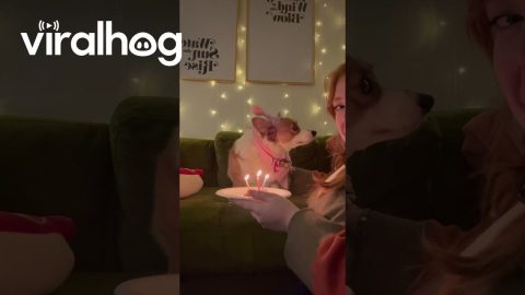 Corgi Doesn't Trust Candles on Birthday Treat || ViralHog