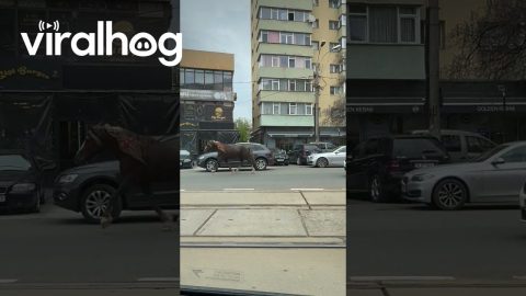 Horse Runs Loose In Bucharest || ViralHog