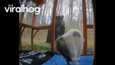 Cat Defends Catio From Curious Black Bear || ViralHog