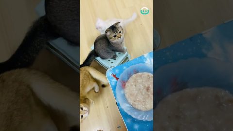 Kitty Bows and Begs for Food || ViralHog