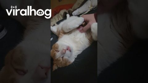 Cat in Deep Sleep || ViralHog