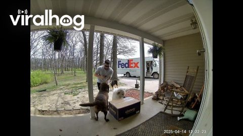 Package Driver Loves On Loose Pups || ViralHog