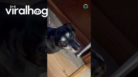 Old Dog Confused By Open Door || ViralHog