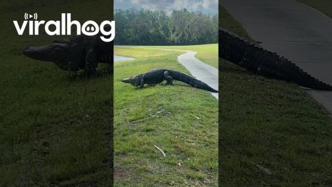 Large Three-Legged Alligator on Golf Course || ViralHog