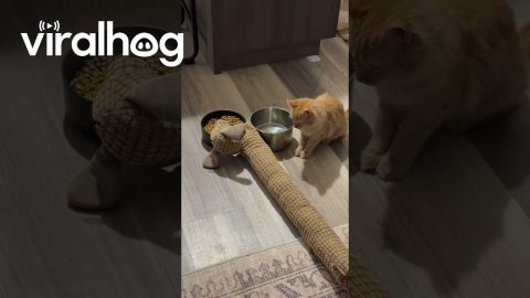 Cat Waits for Toy Dog to Eat First || ViralHog