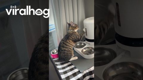 Cat Paws at Machine for Food || ViralHog