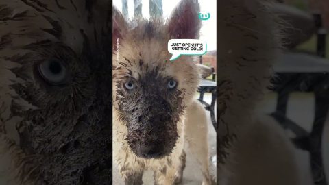 Dirty Dog Wants To Get In || ViralHog