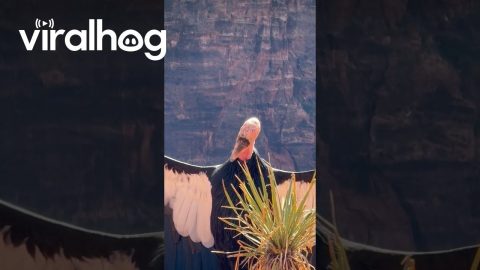 Zion California Condor Wingspan || ViralHog