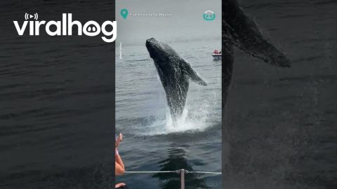Front Row Seats For A Baby Whale Jump || ViralHog