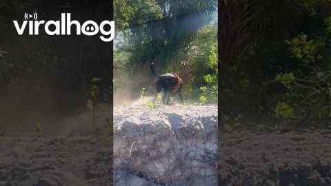 Barking Dog Squirts Water From Rear End || ViralHog