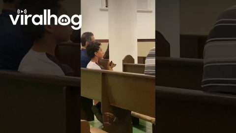 Pup Attentively Listens To Church Service || ViralHog