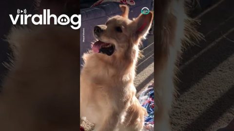 Bubble Lover Golden Retriever || ViralHog