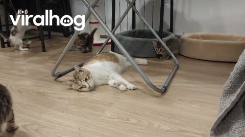 Tired Momma Cat Takes Break From Kittens || ViralHog