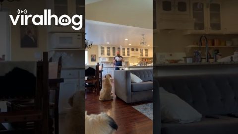 Man Tries to Juggle Plates in the House || ViralHog