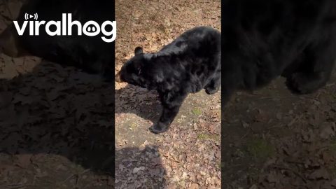 Smart Black Bear Sits on Command || ViralHog