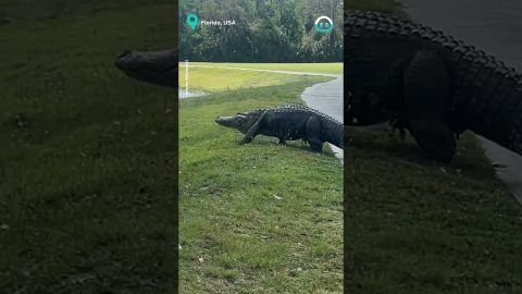 Large Alligator Encounter In Gold Course || ViralHog