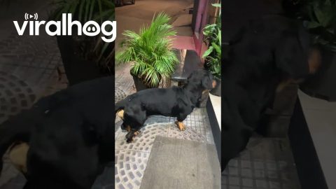 Friendly Dog Is A Dachshund and Rottweiler Mix || ViralHog