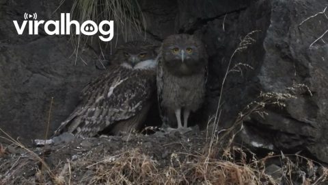 Brown Fish Owlet Bobs Head || ViralHog