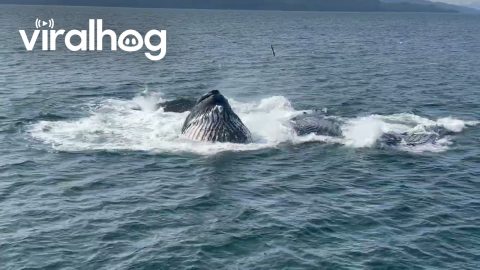 Humpback Whales Feed In Prince William’s Sound || ViralHog