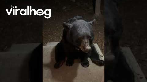 How To Train Your Bear || ViralHog