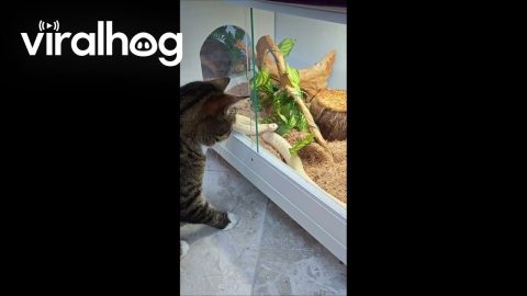 Cat Tries to Catch Albino Garter Snake || ViralHog