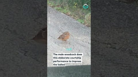Dancing Bird Owns the Road || ViralHog
