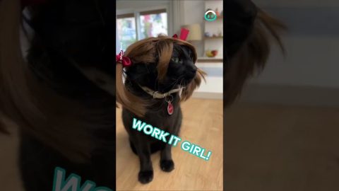 Kitty Spears Reveals New Wig || ViralHog
