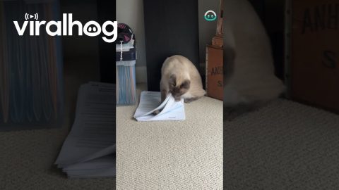 Cat Gets Confused By Paper Stack || ViralHog